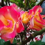 Magnolia Lejlighed *