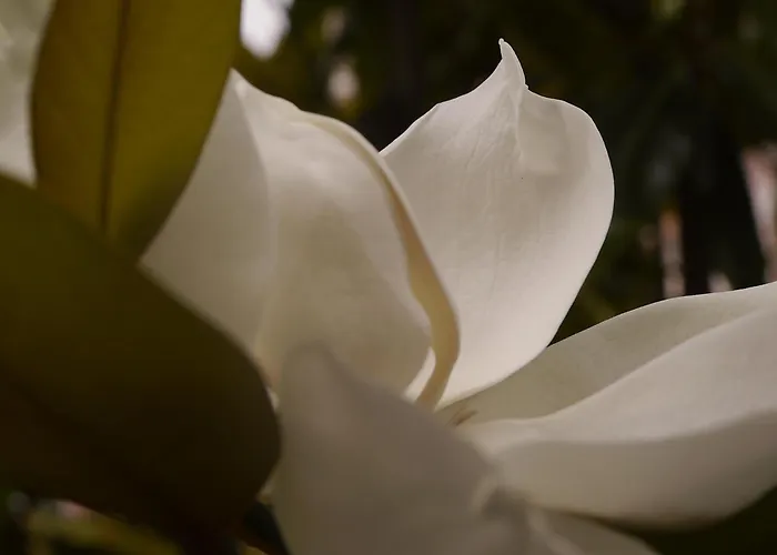 Magnolia