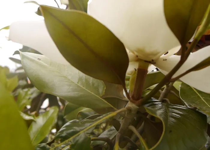 Apartment Magnolia