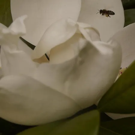 Magnolia דירה *