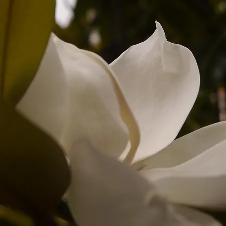 Magnolia