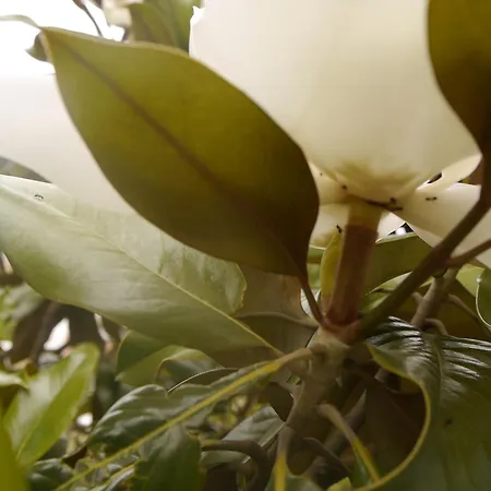 Апартаменты Magnolia