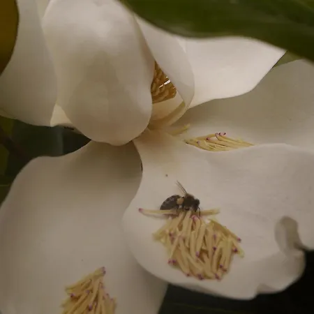 דירה Magnolia Vrasná