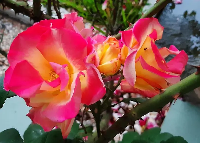Magnolia דירה *